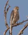 /album/photogallery/shikra-at-tendaba-nov-2010-jpg/